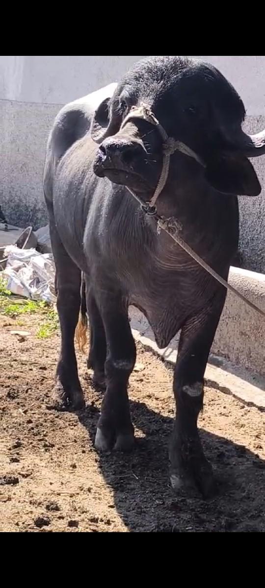 थंबनेल 2