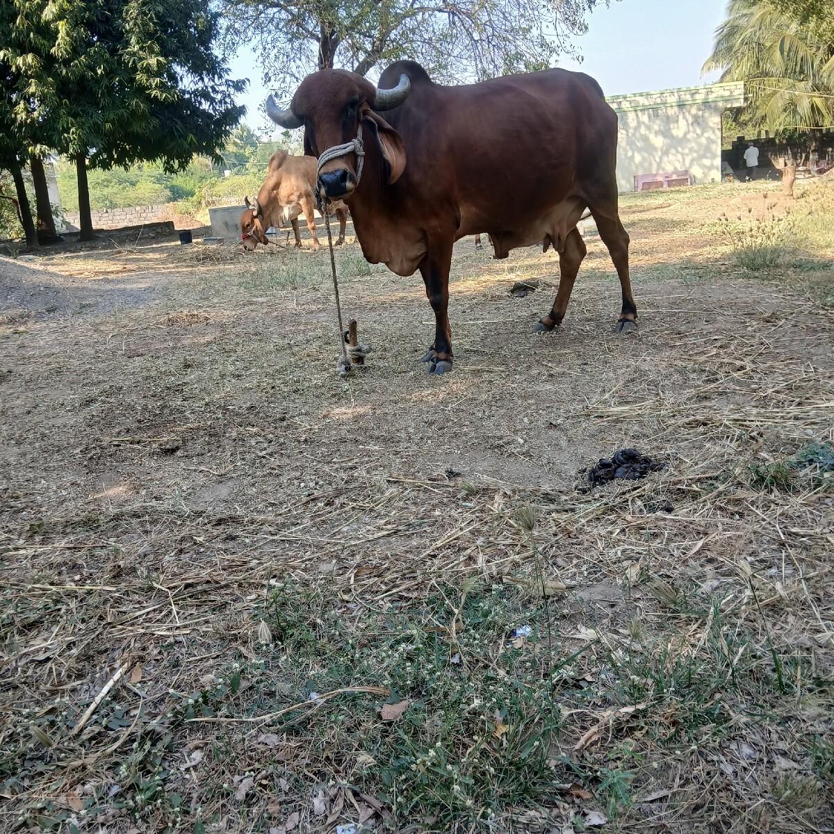 થંબનેલ 3