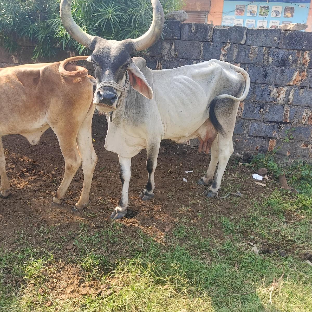 થંબનેલ 2