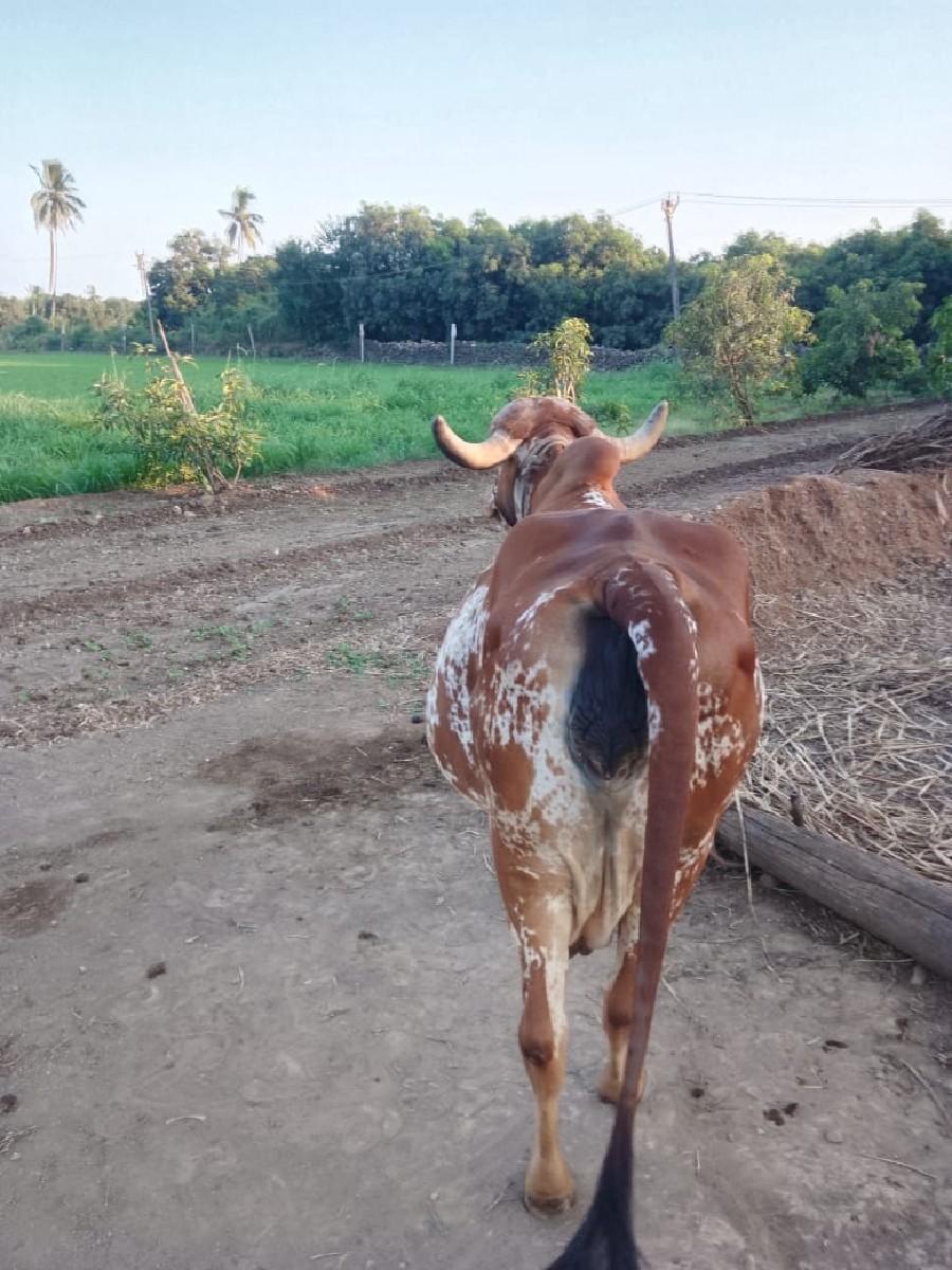 ગાય વેસવાની છે