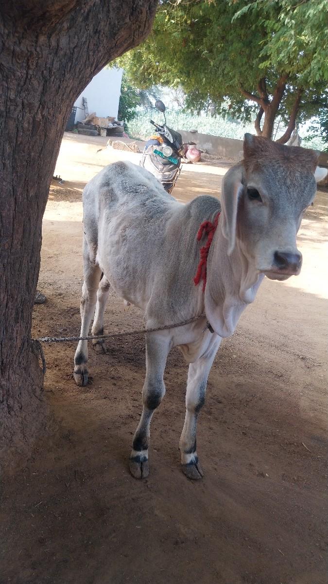 થંબનેલ 3