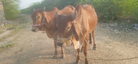 ગોઢલા વેચવાના છે