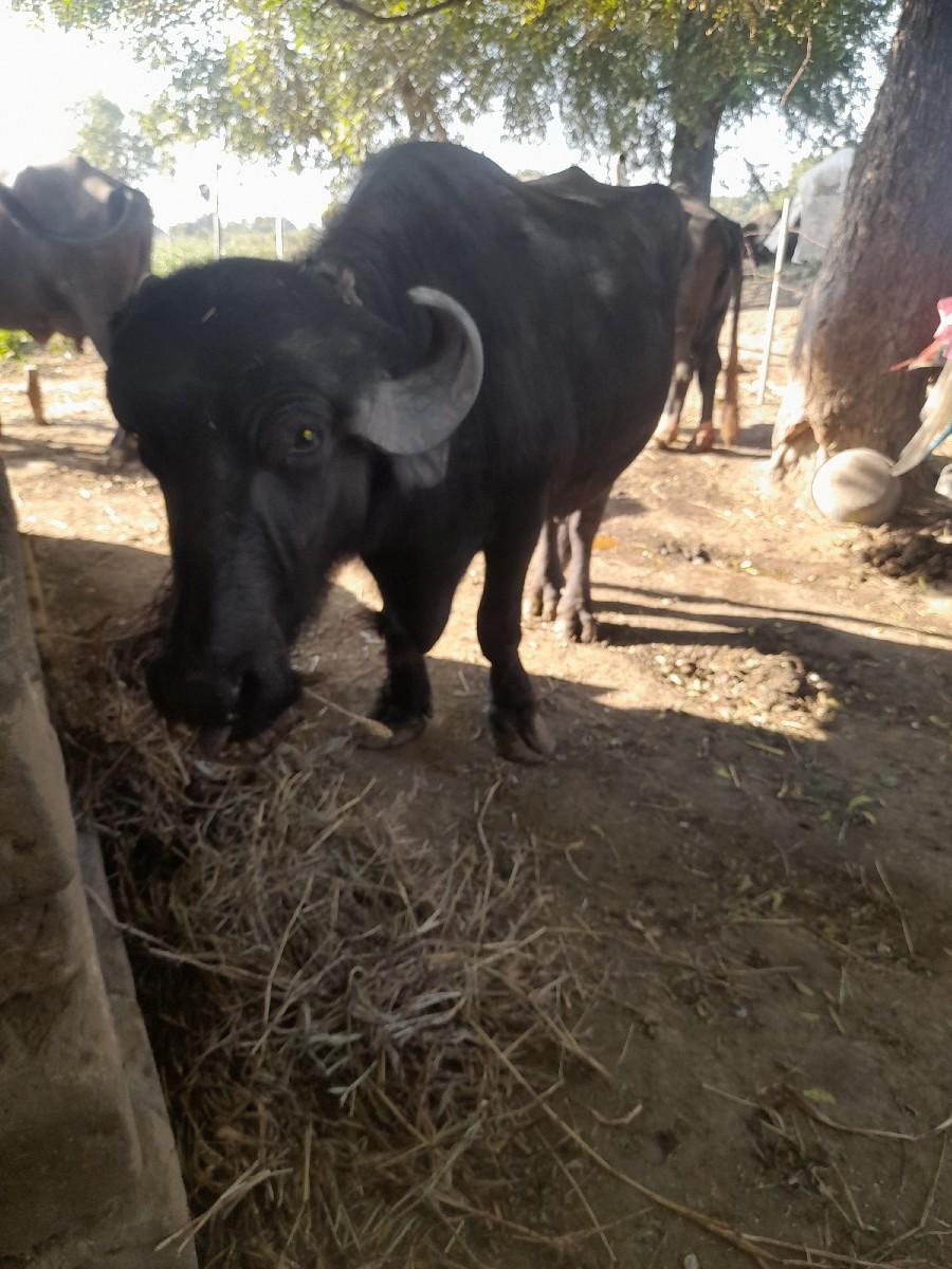 थंबनेल 3