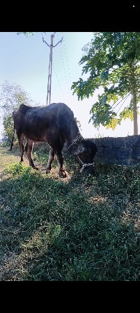 थंबनेल 3