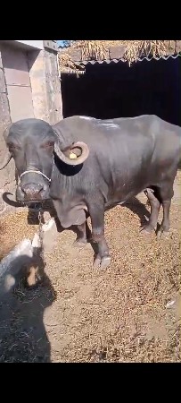 થંબનેલ 2