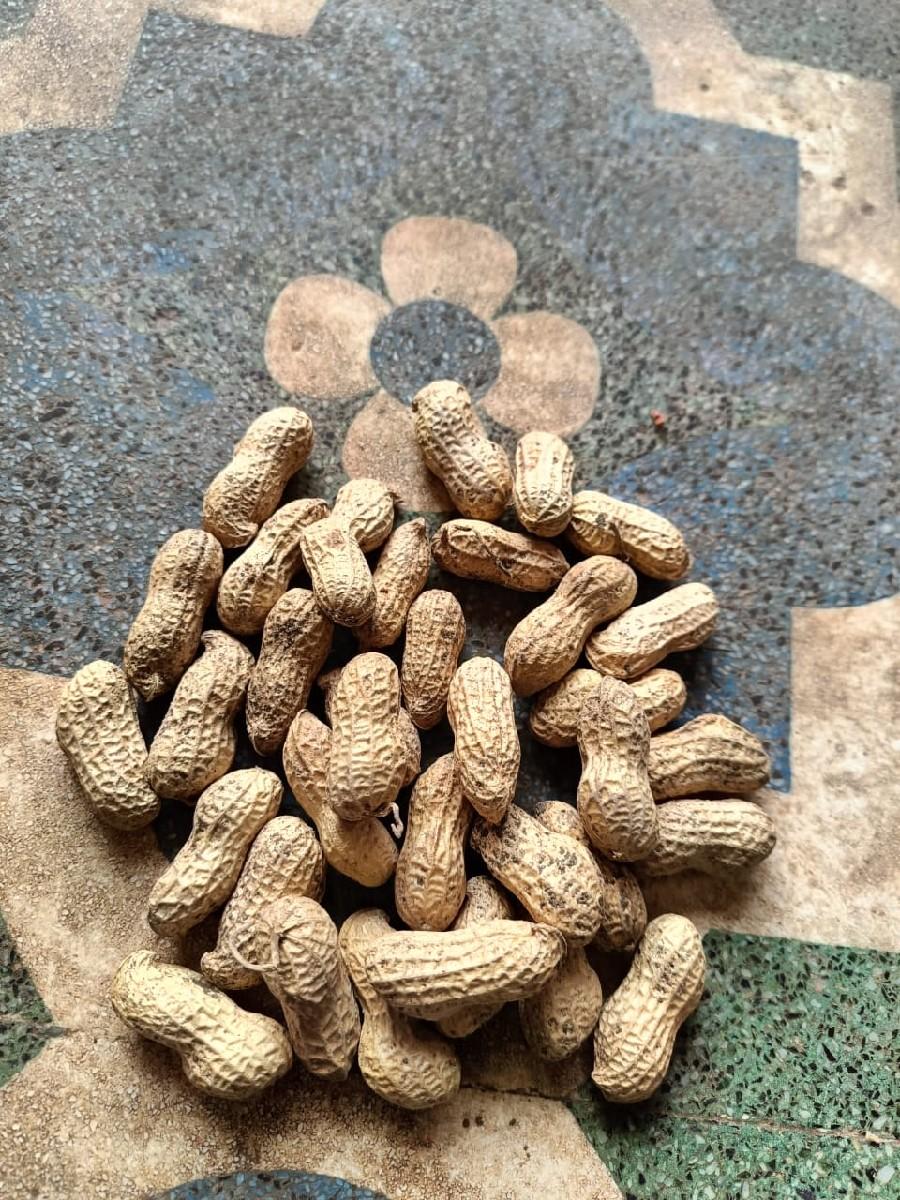 G 22 મગફળી વહેચવા ની છે