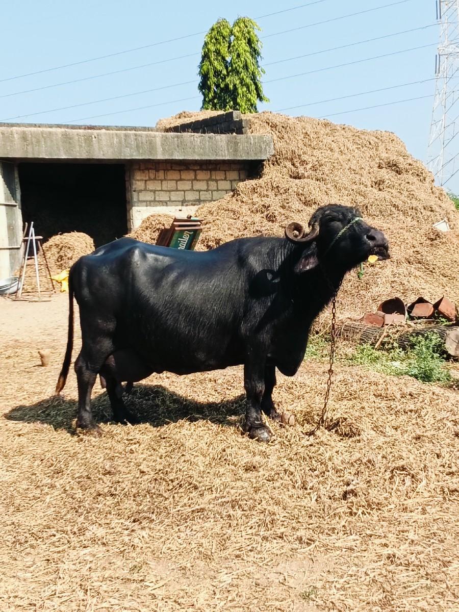 થંબનેલ 3