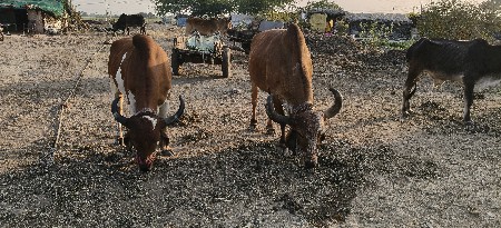 full javabdari Thi Deewana se Gori