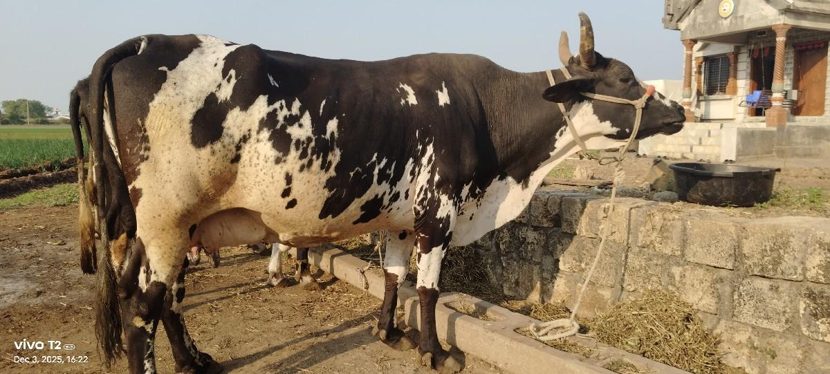 H f ગીર ક્રોસ ગાય વેચવા ની છે