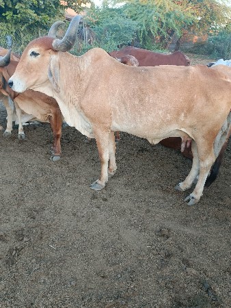 થંબનેલ 3