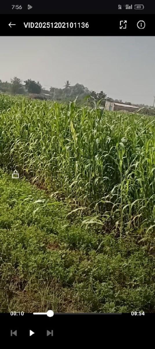 જવાર વેસવા સે