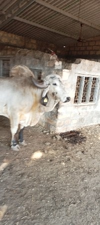 બુલ વેચવાનો છે