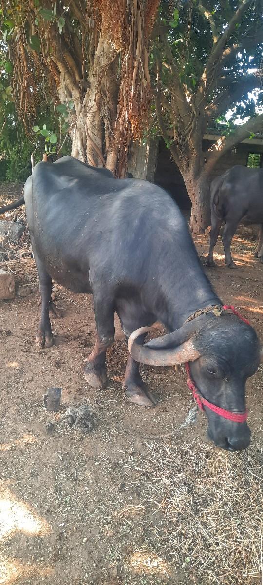 थंबनेल 2