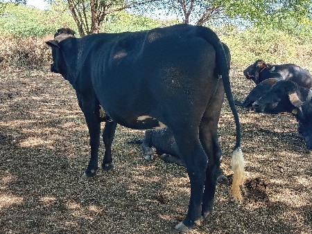 જરસી હોડકી પેલું વેતર  દેવની ચે