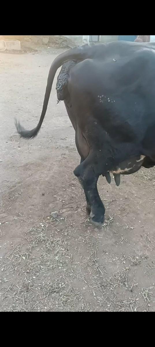 આ ગાય વેસવાની