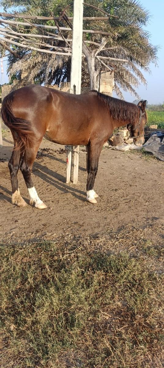 ghodi na sata karva chhe