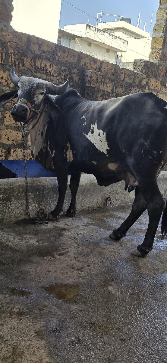 थंबनेल 2