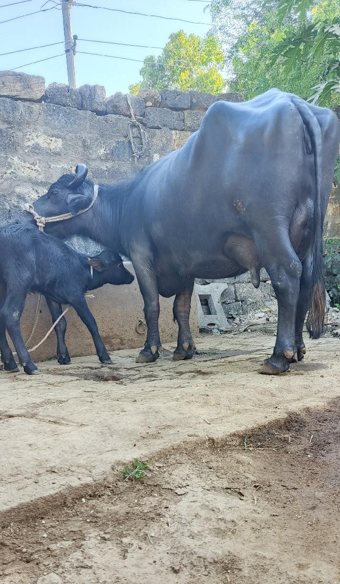 थंबनेल 4