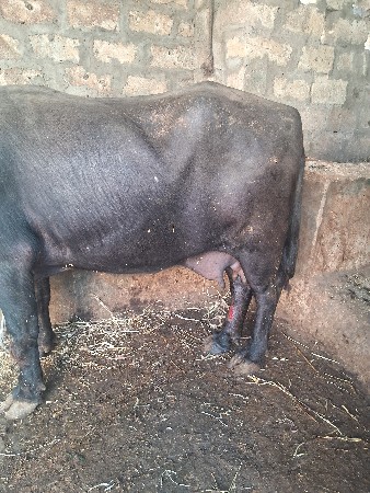 થંબનેલ 5