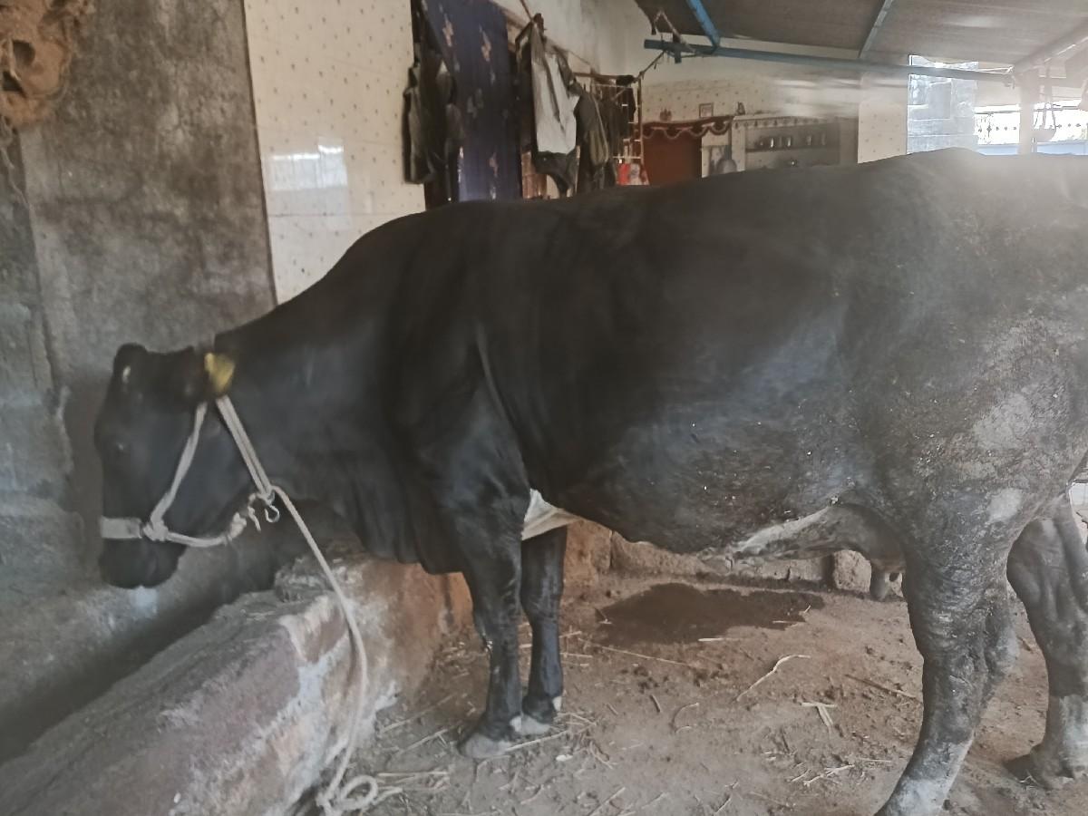 થંબનેલ 2