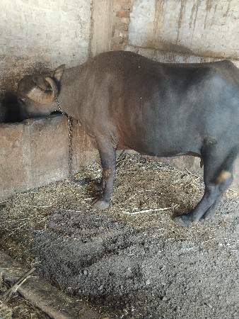 ભેંસ વેચવાની છે