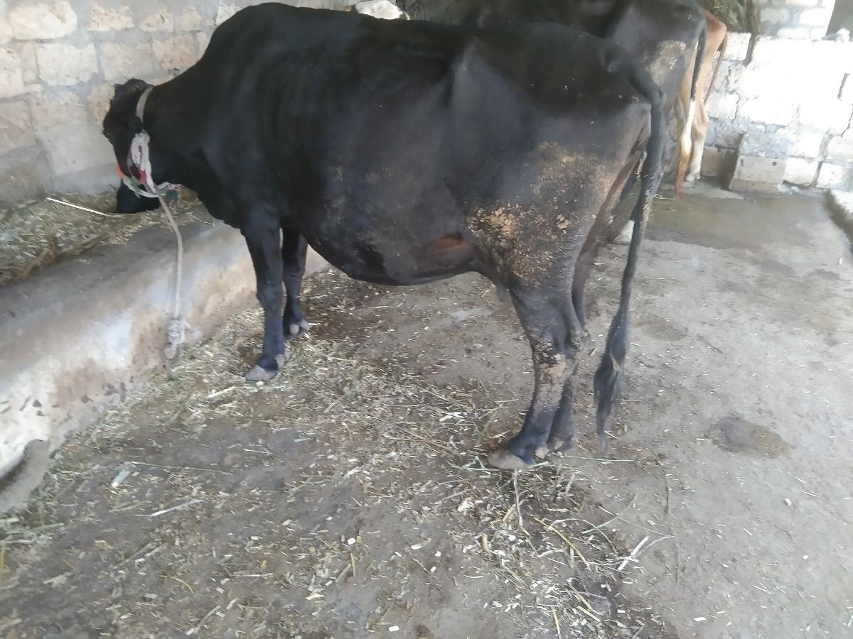 ગાય વેચવાની છે