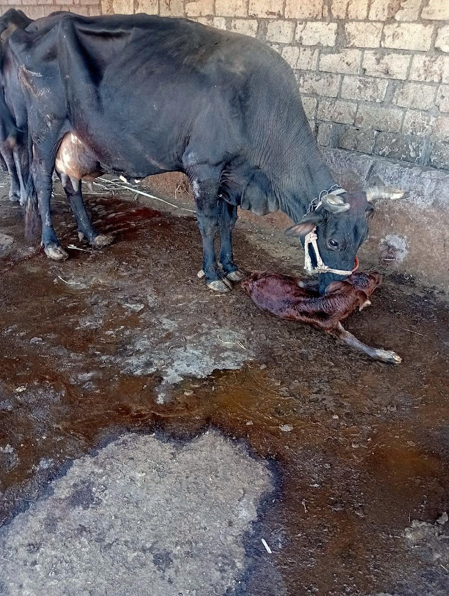 થંબનેલ 4