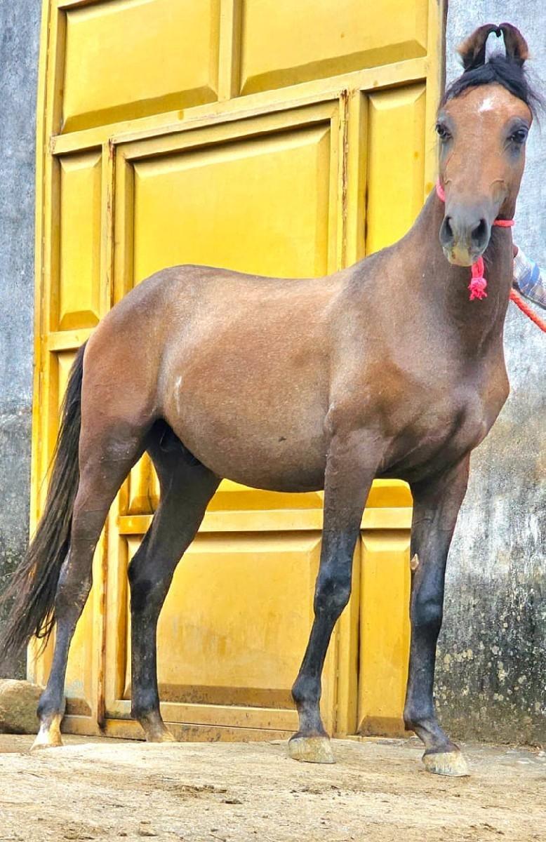 વશેરો વેચવાનો છે