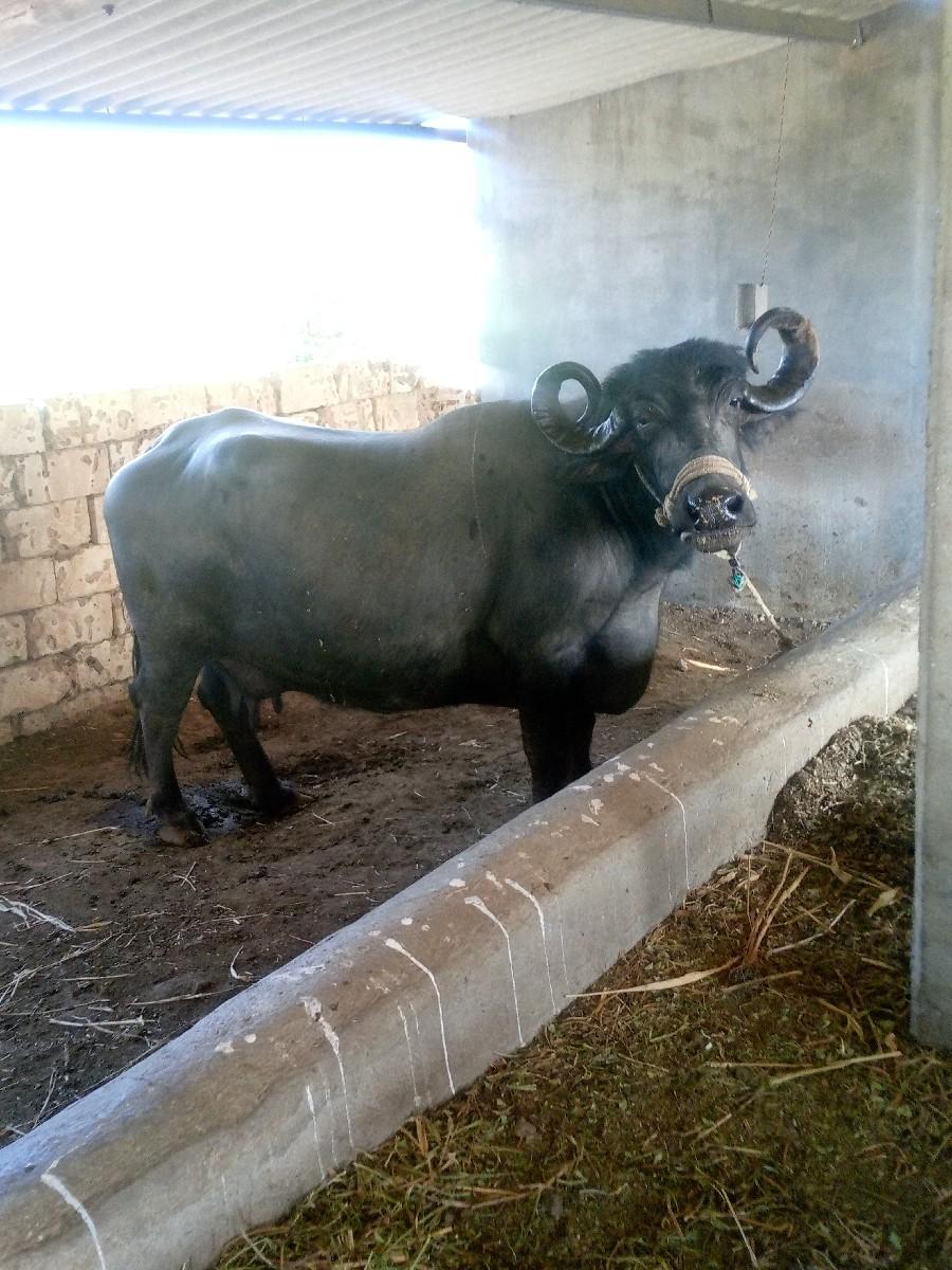 थंबनेल 2