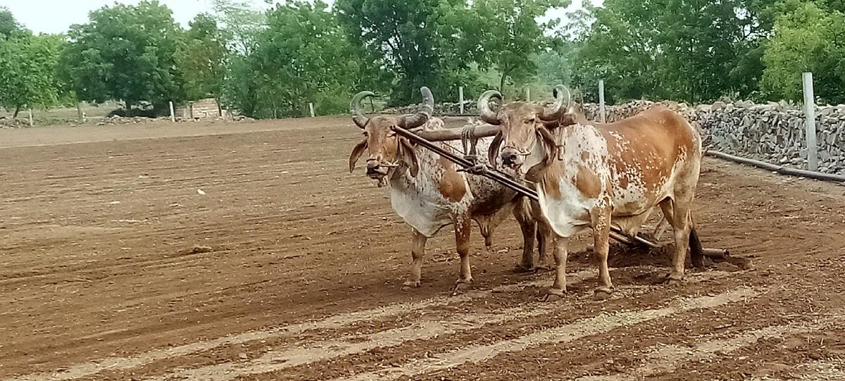 તન વાવની વાવલ છે ટોટલી જવાબદારી