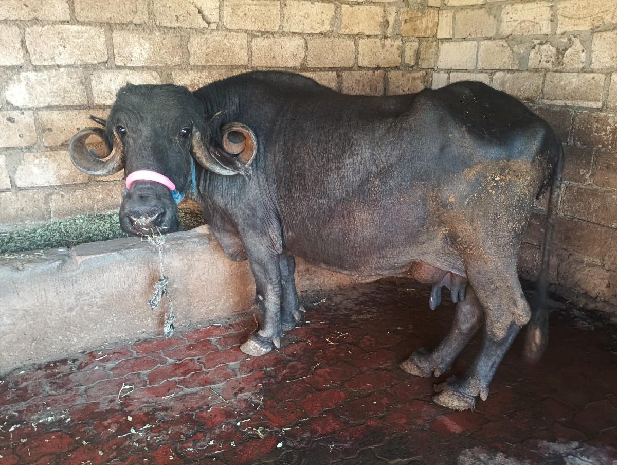 આ ભેસ વેચવાની