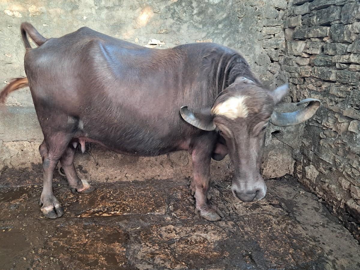 थंबनेल 2