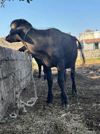 थंबनेल 2