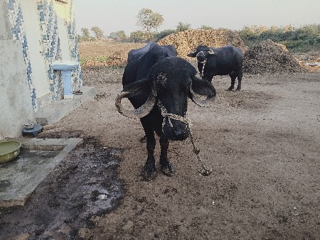 થંબનેલ 3