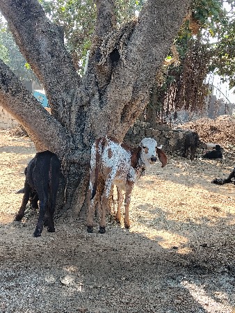 ગાય વેચવાની છે