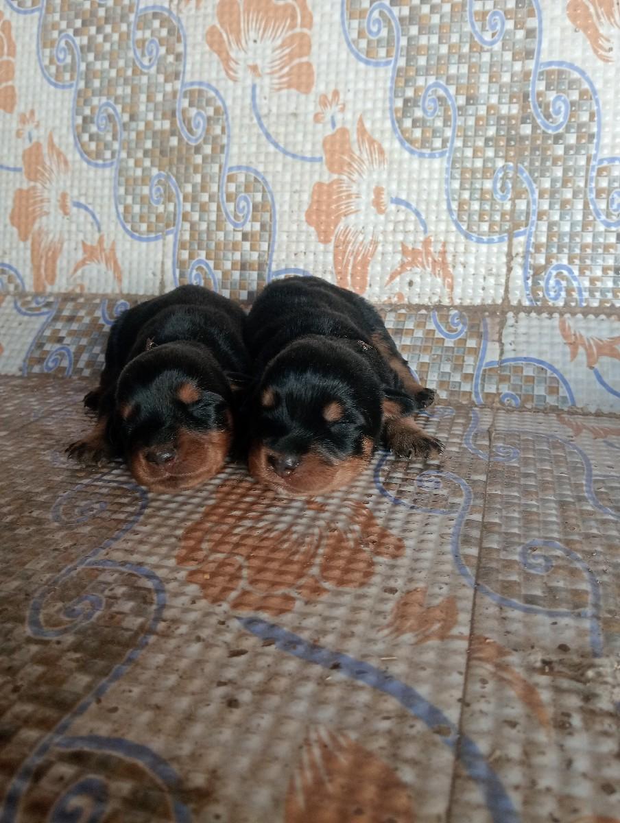 રોટવીલર ગલૂડિયાં. વહેંચવાના છે