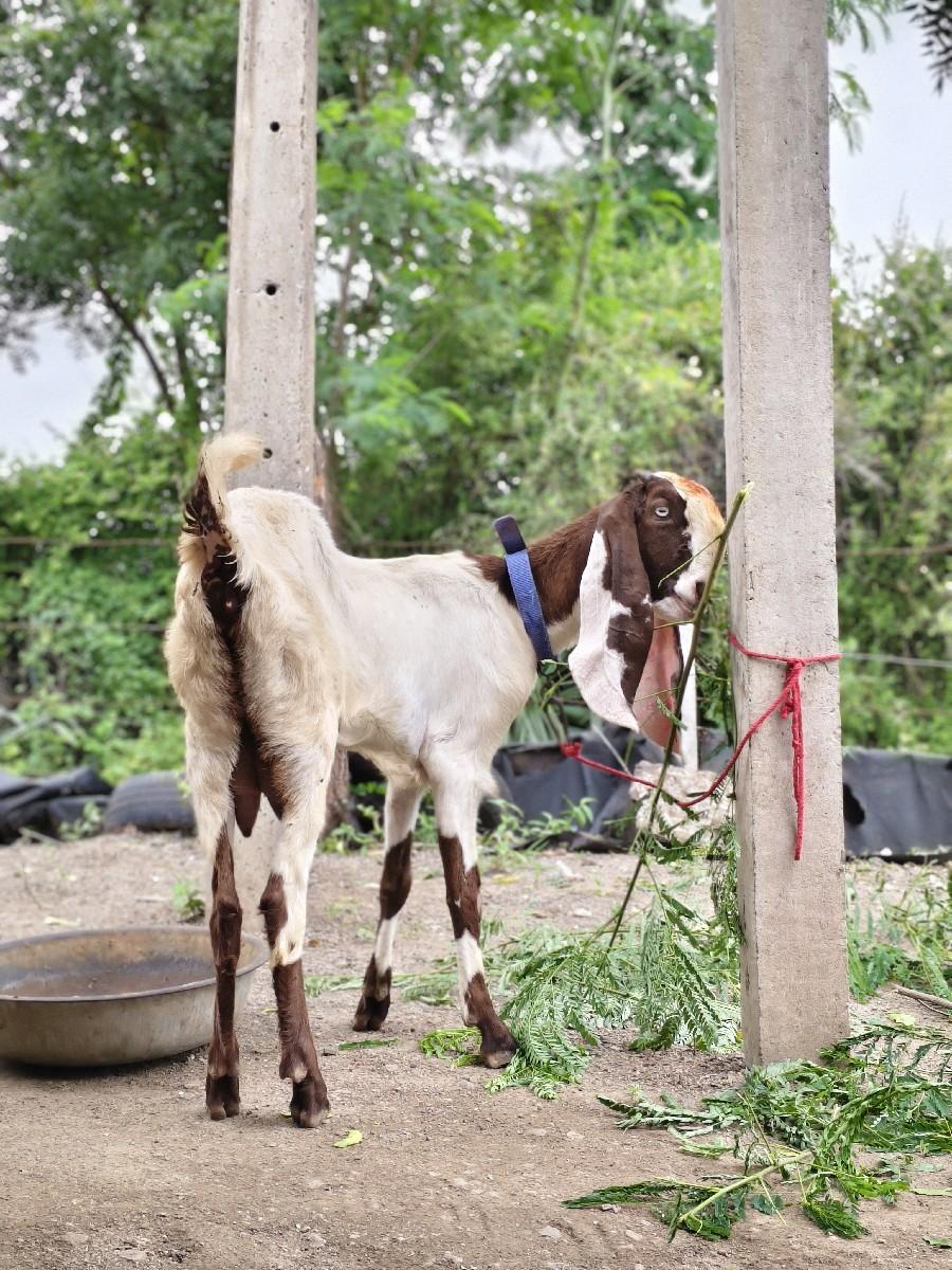 થંબનેલ 3