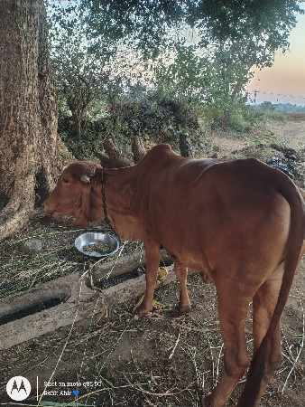 સુવર્ણ કપિલા ઓડકી વેચવાની છે
