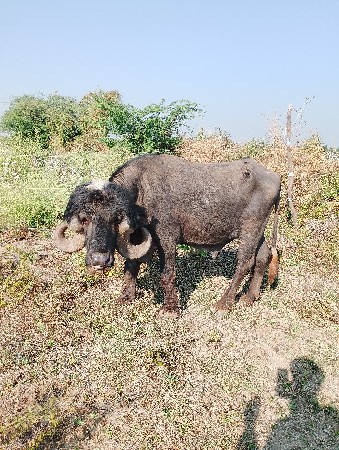 થંબનેલ 2