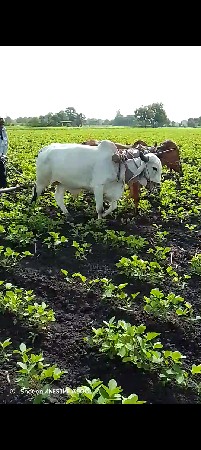 ગોઢલા વેચવાના છે