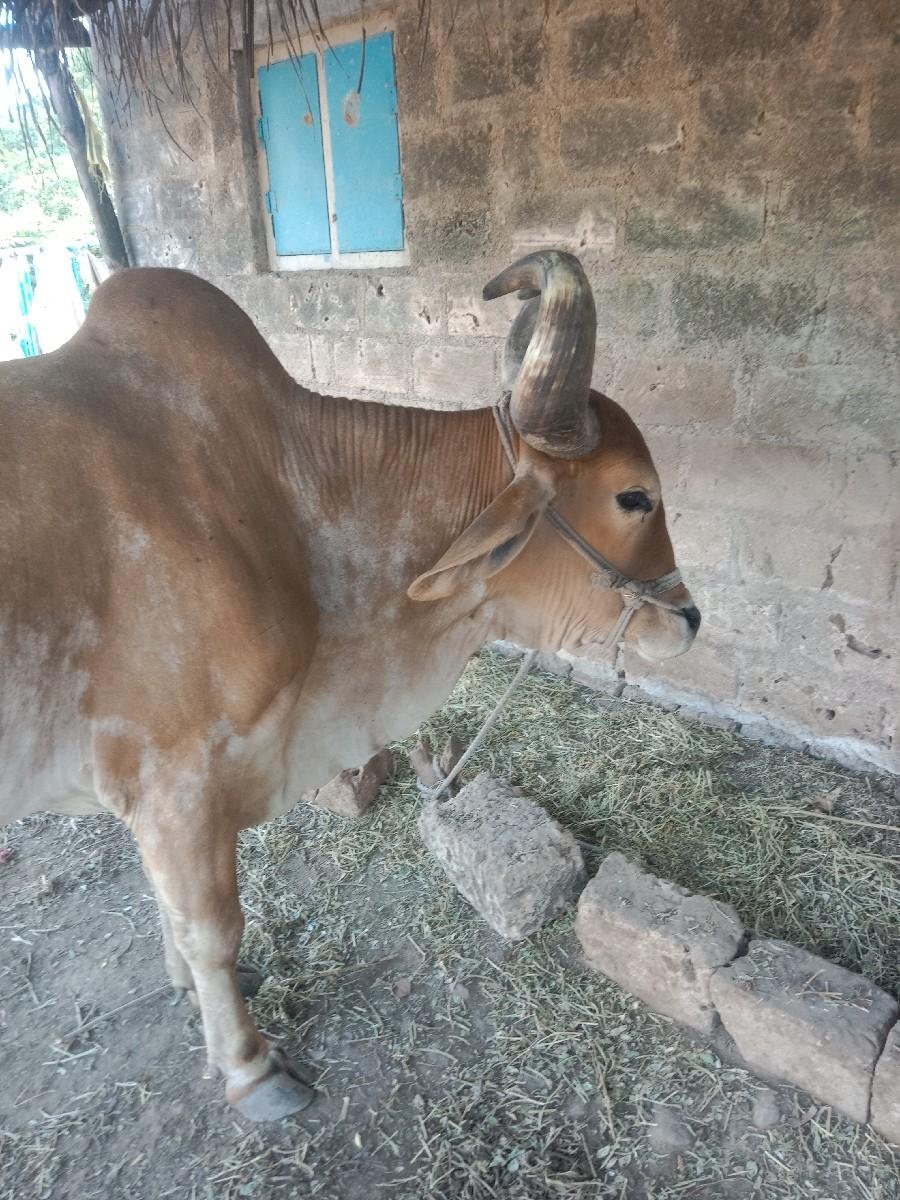 થંબનેલ 3