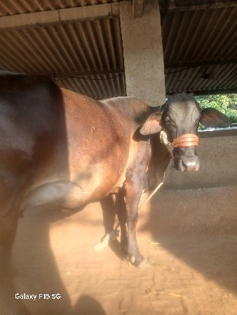 એચ. એફ. ગાય વેચવાની છે