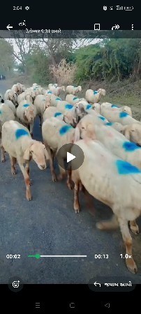 ભૂરા ડુમા બુસા 44 નંગ