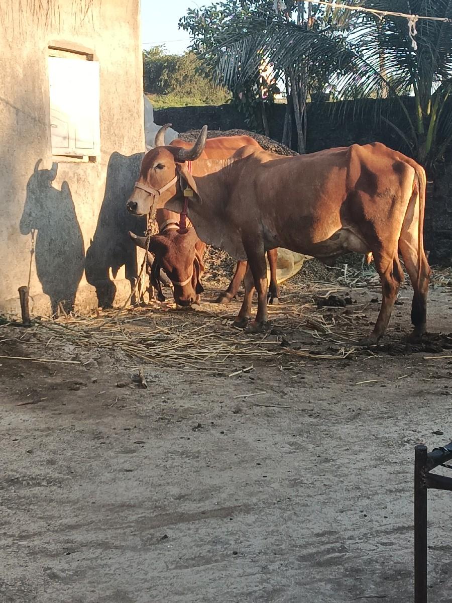 ગાય વેચવાની છે