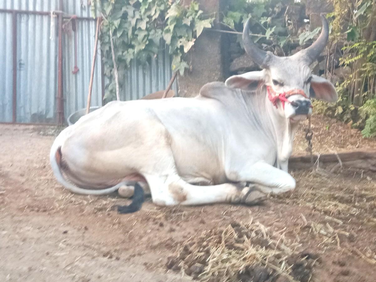 थंबनेल 3