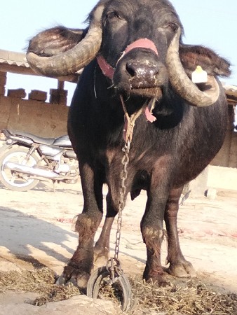 થંબનેલ 2