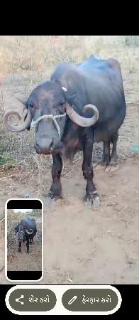 વેચવાનિછે વેતર 2 બીજૂ ગાભણીછે