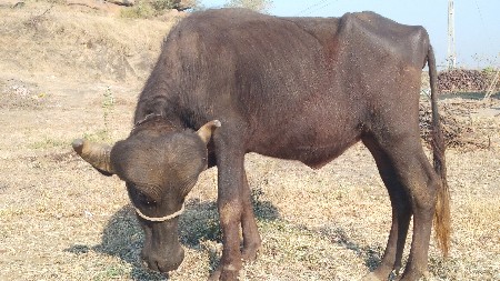 થંબનેલ 3