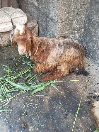 આ.દેશી.બકરો.વેશવાનો.છે