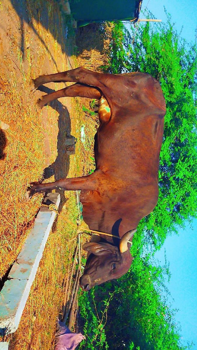 થંબનેલ 2